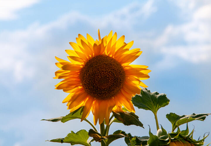 На Кубани вывели новый сорт подсолнечника повышенной урожайности