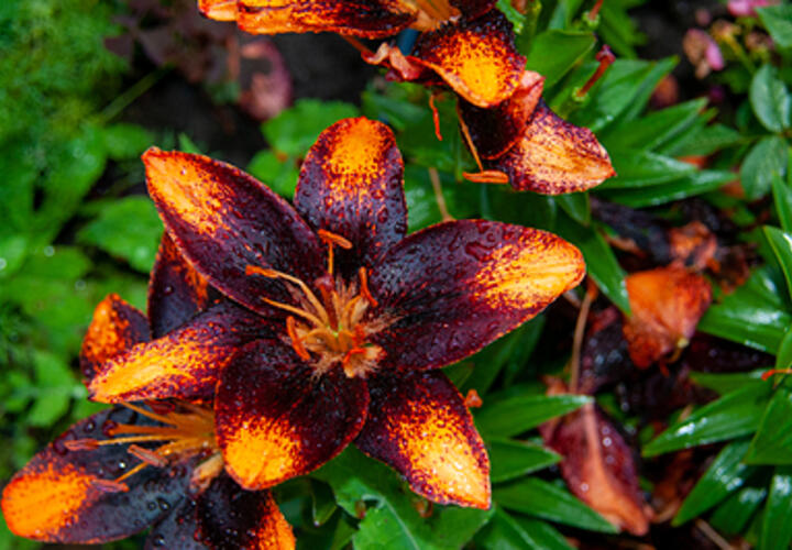 На курорте Сочи массово зацвела редкая лилия