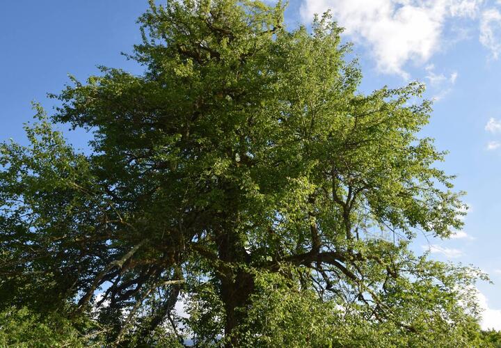 Сад, посаженный еще убыхами, нашли ученые в окрестностях Сочи