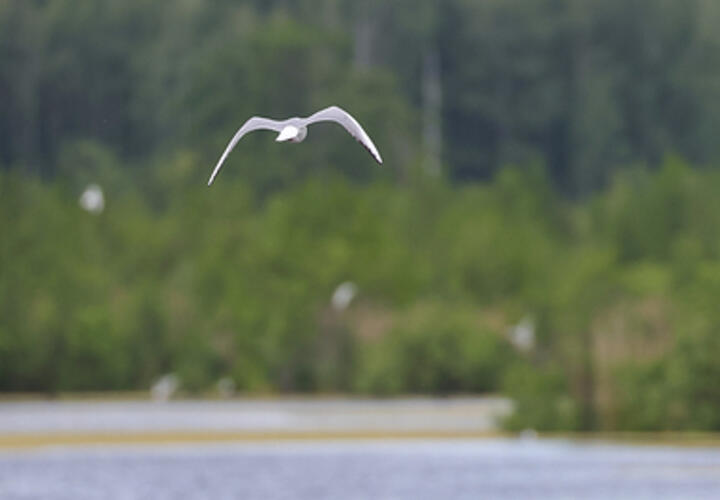 В 2032 году остров должен быть построен