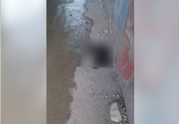 Сожжённого кота нашли под мостом в Кабардинке