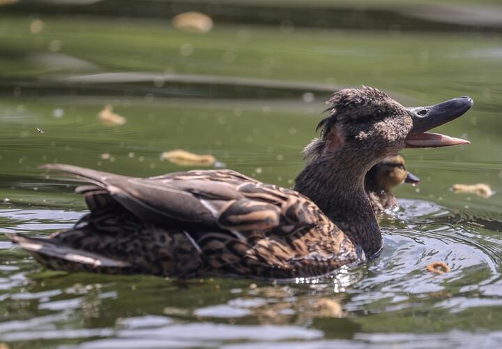 Среди ночи полезли в воду: горожане в отчаянии решились на серьезный шаг в «Городском саду» Краснодара