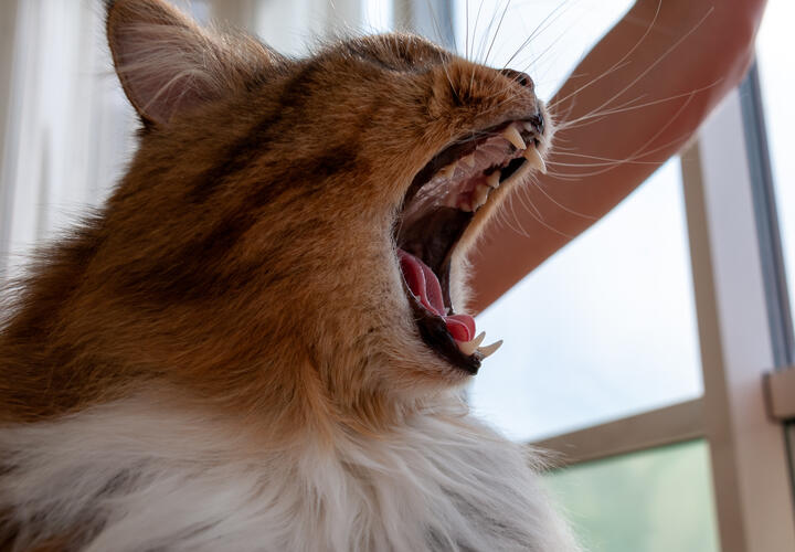 Топ-3 запаха, которые не переносят кошки, и этим можно пользоваться