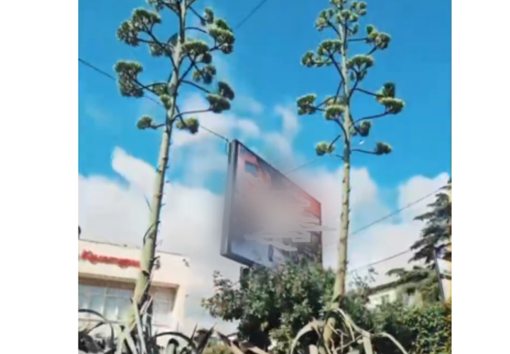 Уникальное явление: в Сочи на городской клумбе зацвели сразу две агавы