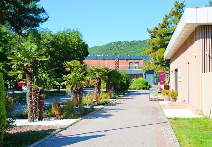 В Абрау-Дюрсо появилась пальмовая аллея из 15 деревьев