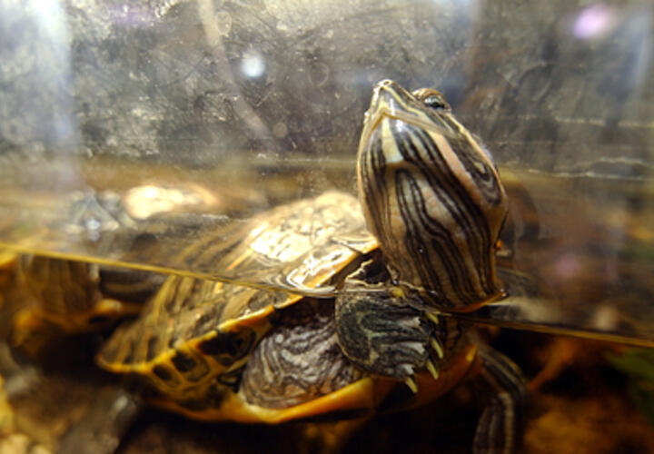 В аэропорту Сочи пассажиры выбрасывают черепах как мусор