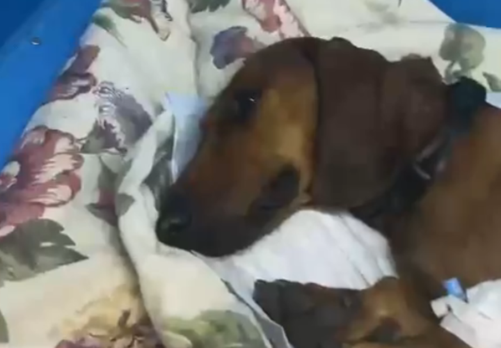 В Музыкальном микрорайоне в Краснодаре маргиналы сбросили собаку с пятого этажа