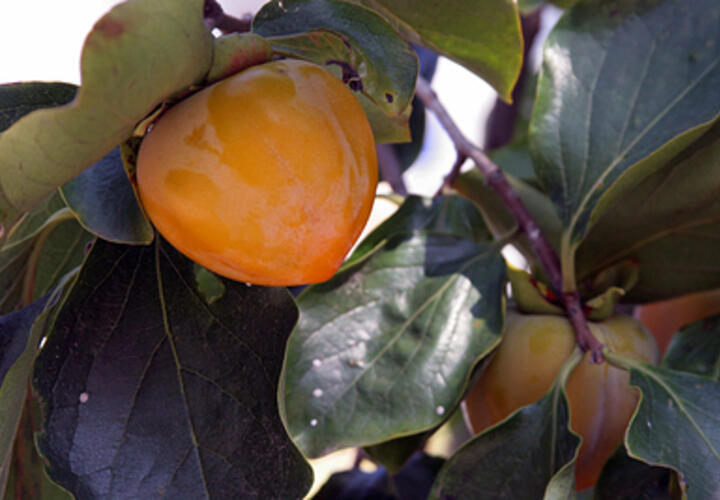 В Сочи построят первый в России центр субтропических культур