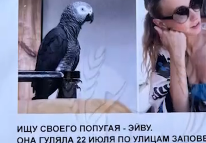 В Сочи владелица попугая объявила поиски дорогой во всех смыслах птицы