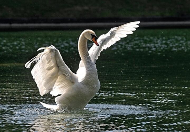 Вокруг совсем никого: в Краснодарском крае живет лебедь-одиночка