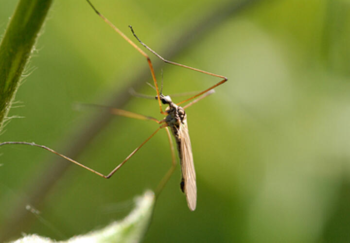 Врач рассказала, на каких людей больше всего реагируют комары