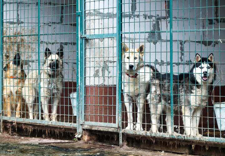 Количество кошек и собак растет, но горожане не хотят забирать их домой