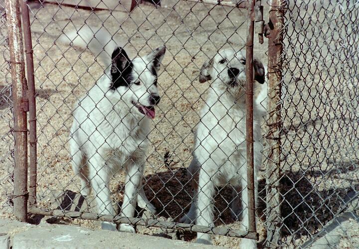Животные прошли полное обследование 