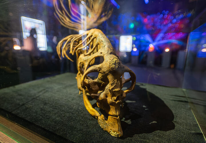 Археологи нашли череп древнейшего человека, находка заставила учёных пересмотреть историю