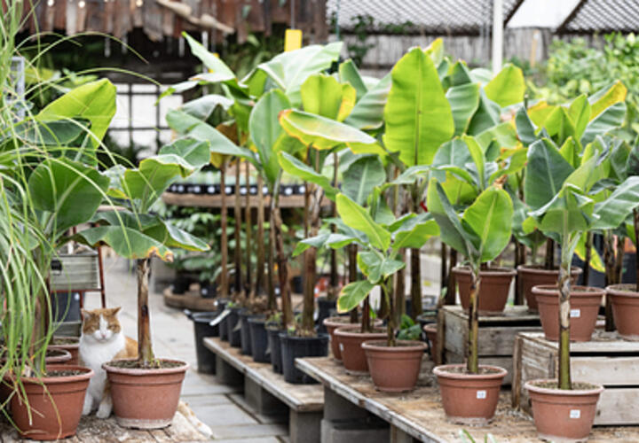 Бананы начали выращивать в Сочи