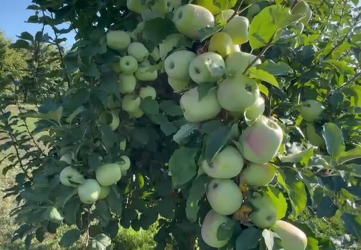 Бизнесмен из Усть-Лабинска Дерипаска показал урожай яблок