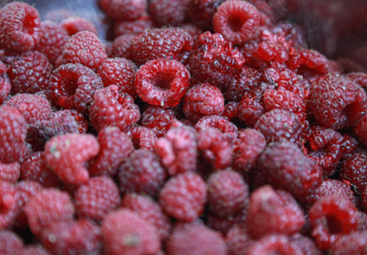 Чем грозит переедание малины и смородины, рассказал эксперт