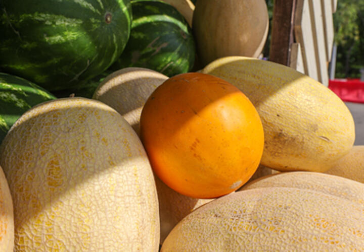 Что полезнее: дыня или арбуз, рассказали врачи