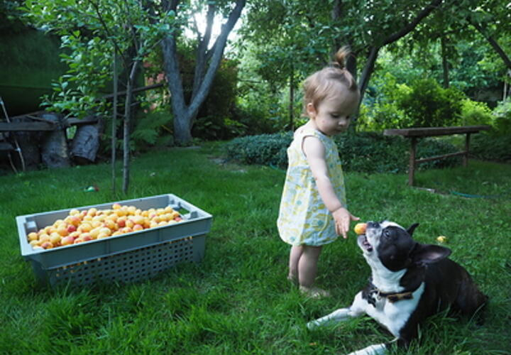 Это может убить вашего друга: названы самые опасные для собак продукты 