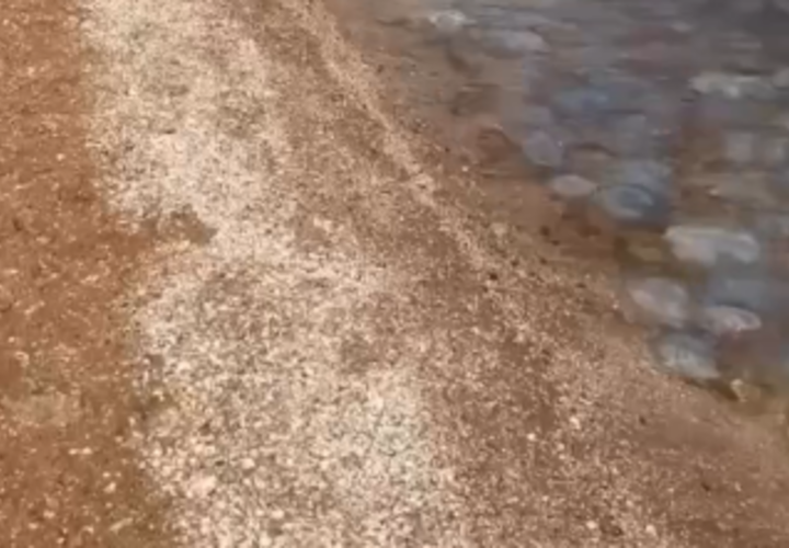 «Гниющий кисель»: побережье в Темрюкском районе Краснодарского края заполонили медузы