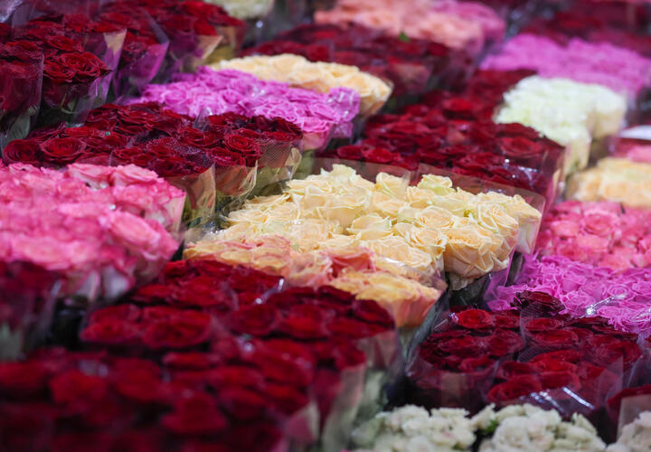 Эффективные способы, которые помогут растениям 