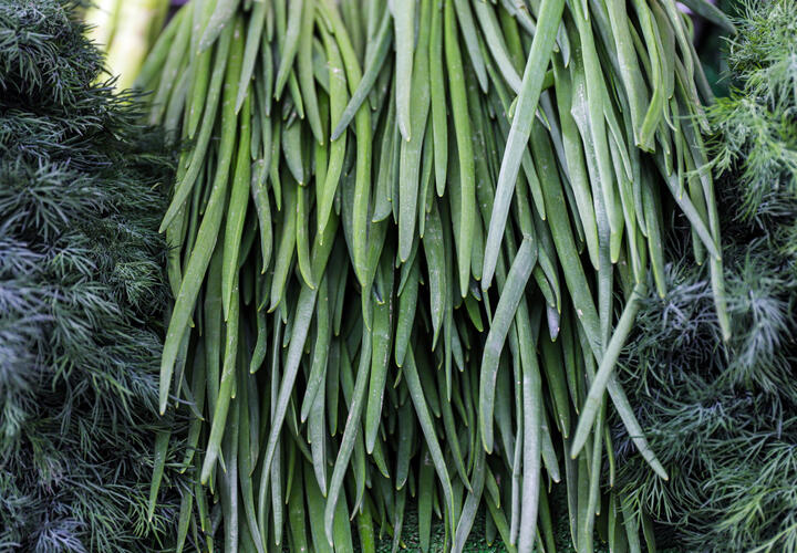 Простой способ наслаждаться зеленью без огорода и теплицы