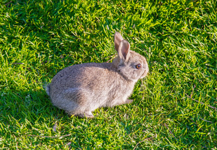 Кролики-мутанты с чёрными щупальцами на мордах пугают жителей города
