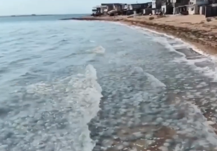 Купаться невозможно: море в Крыму заполонили медузы 