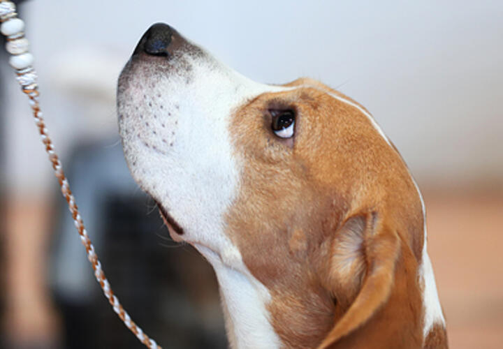 Люди задыхаются от запаха трупных ядов: в «Немецкой деревне» в Краснодаре жильцы в подъезд выставили клетку с мертвым животным