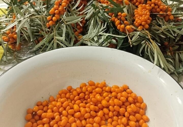 На какую еду нужно налегать в августе, чтобы успеть запастись витаминами, рассказали в Роспотребнадзоре