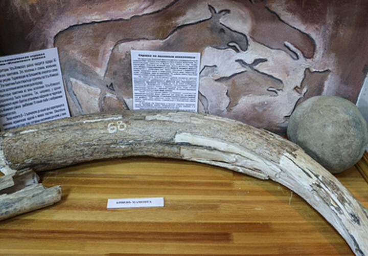 На Кубани палеонтологи нашли кости древних животных, одно из них – мамонт