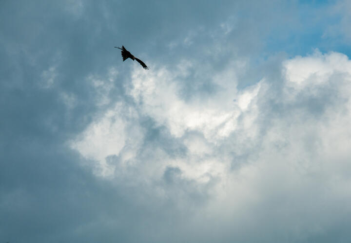 Страшный и непонятный звук слышали в разных районах города