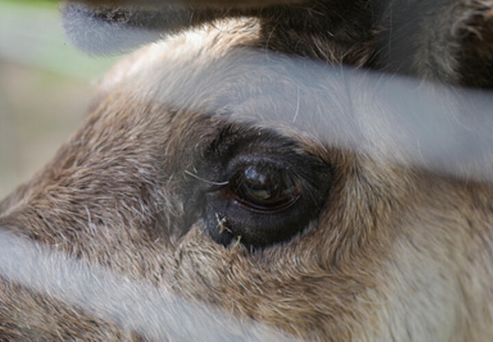 Олени-монстры появились в лесах, их тела покрыты безобразными бородавками