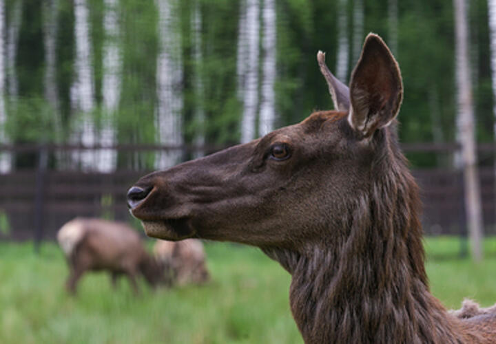 Палеонтологи нашли останки древнего оленя возрастом пять миллионов лет в неожиданном месте