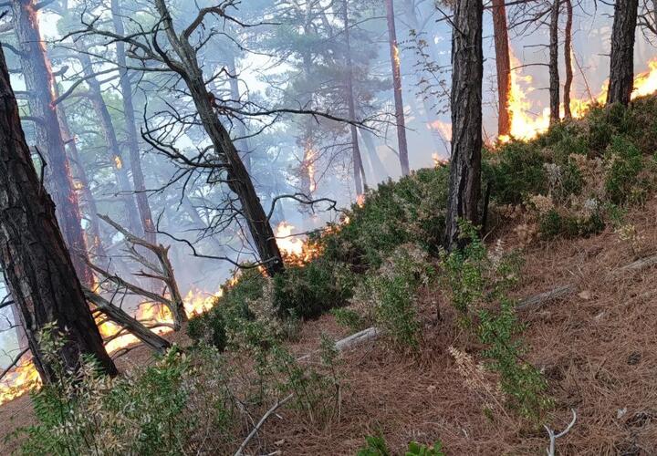 Под Геленджиком локализовали лесной пожар