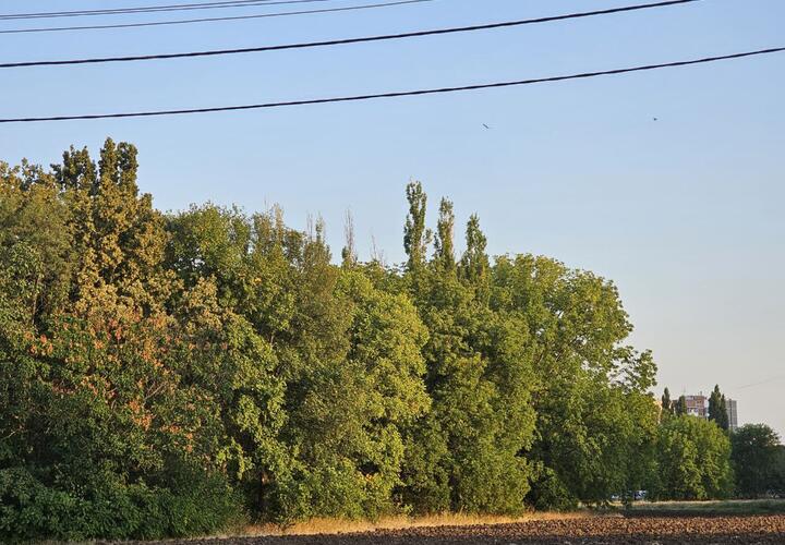 Погода на неделю с 1 по 7 августа на Кубани