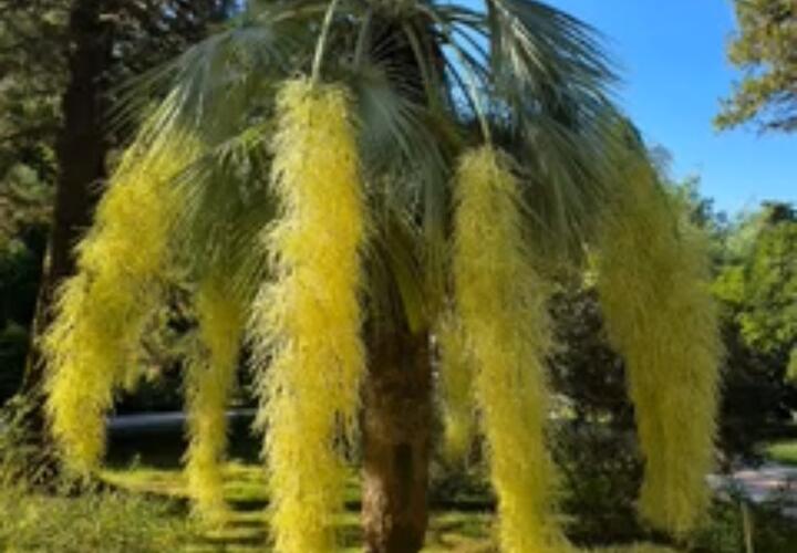 Редкая голубая пальма-долгожительница зацвела в Сочи