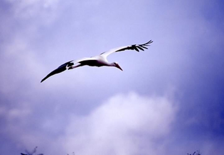 Редкое явление: в Сочи прилетели аисты