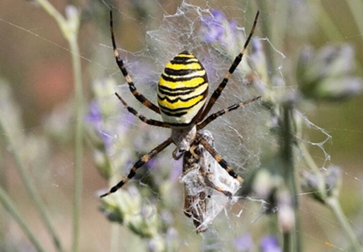 Сады жителей Новороссийска атакуют пауки-осы