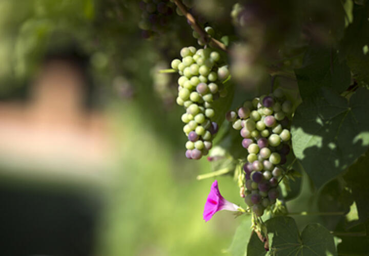 Скончался  кубанский бизнесмен, владелец известной винодельни и предприятия по производству лекарств 