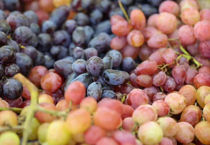 В Краснодарском крае начинается сбор ягоды