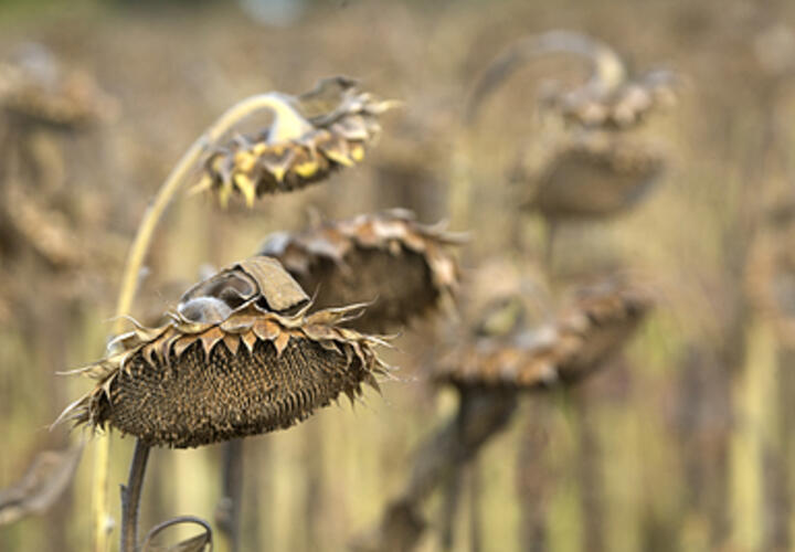 Сложные времена для кубанских фермеров, погибли посевы