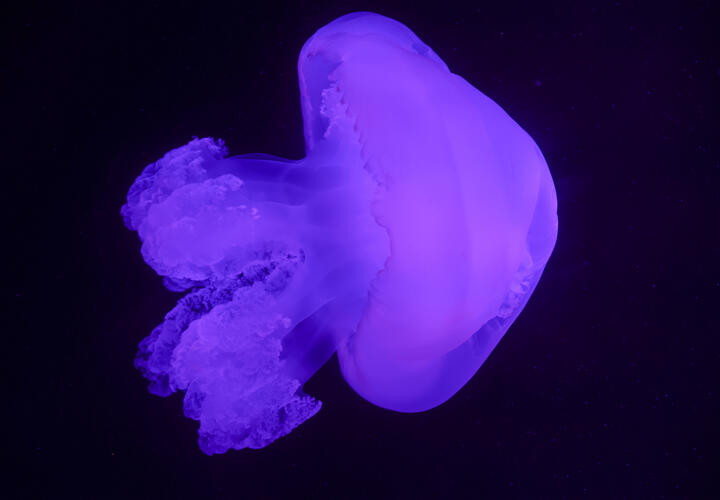 Как пожарить медузу, необычный кулинарный эксперимент