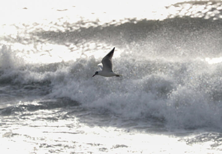 Суровый адлерский опыт: страховщики назвали самые опасные курорты России