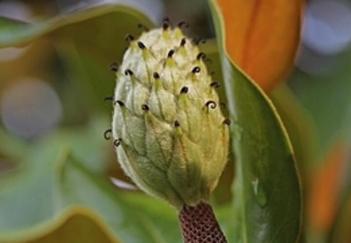 Такое стоит увидеть: в парке Галицкого в Краснодаре созрели диковинные плоды, похожие на шишки