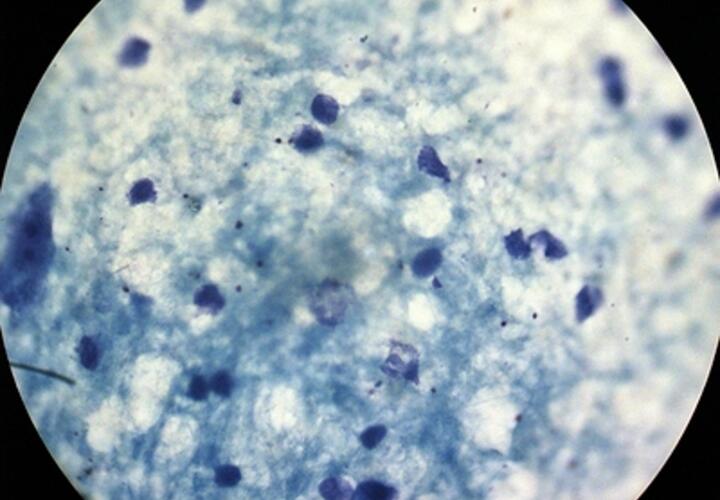 Учёные создали бактерию с новым генетическим кодом