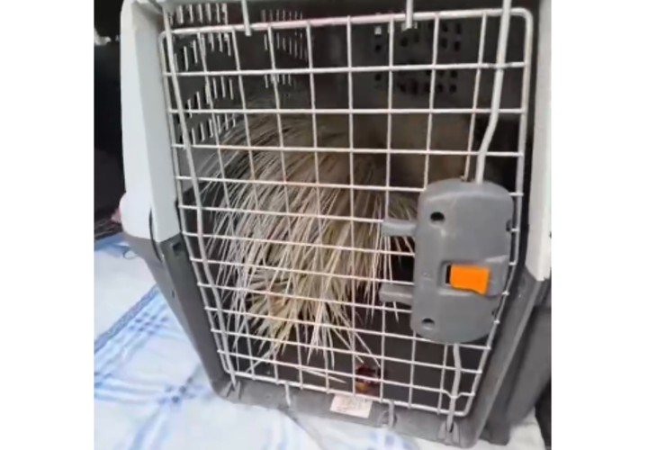 В Анапе ищут владельца редкого зверя, которого собаки загнали на заброшку