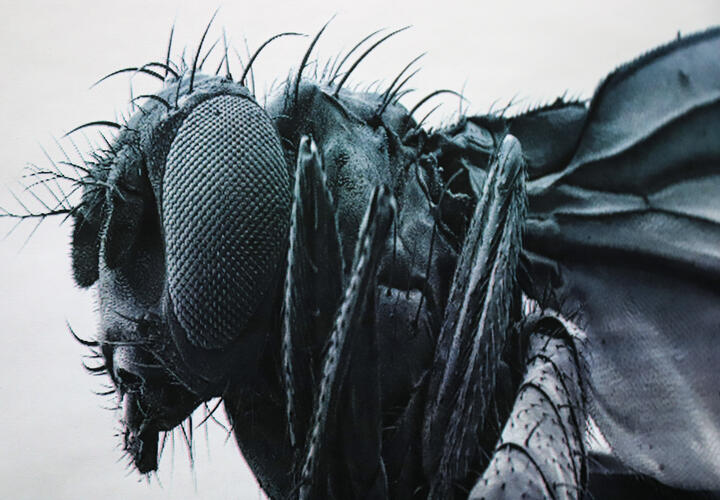 В Краснодарский край привезли из Китая 158 тонн заражённого мухами табачного сырья