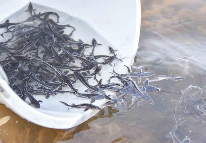 мальки осетровых 