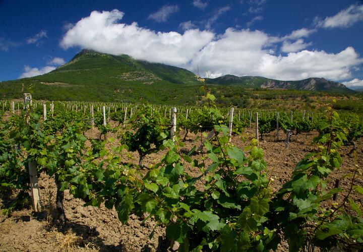 В крае планируют расширить турпоток